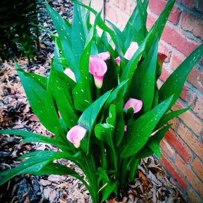 Consider the Lilies and Free Printable