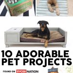 10 Adorable DIY Pet Projects for your favorite fur baby!