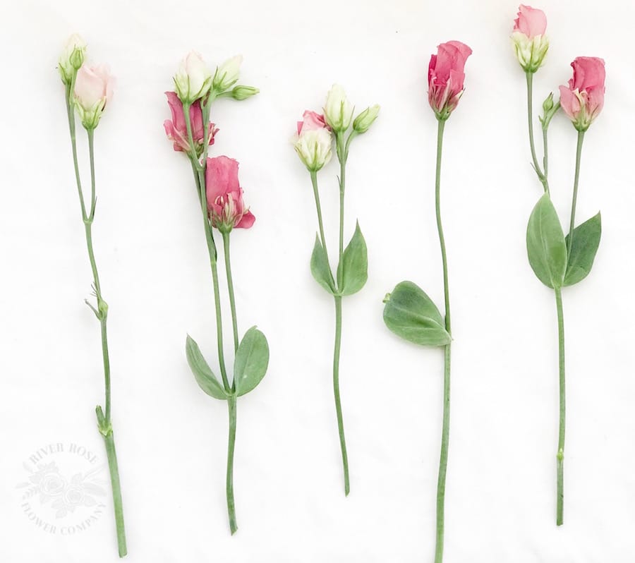 How to Buy & Arrange Flowers from a Flower Market with Carrie Bishop