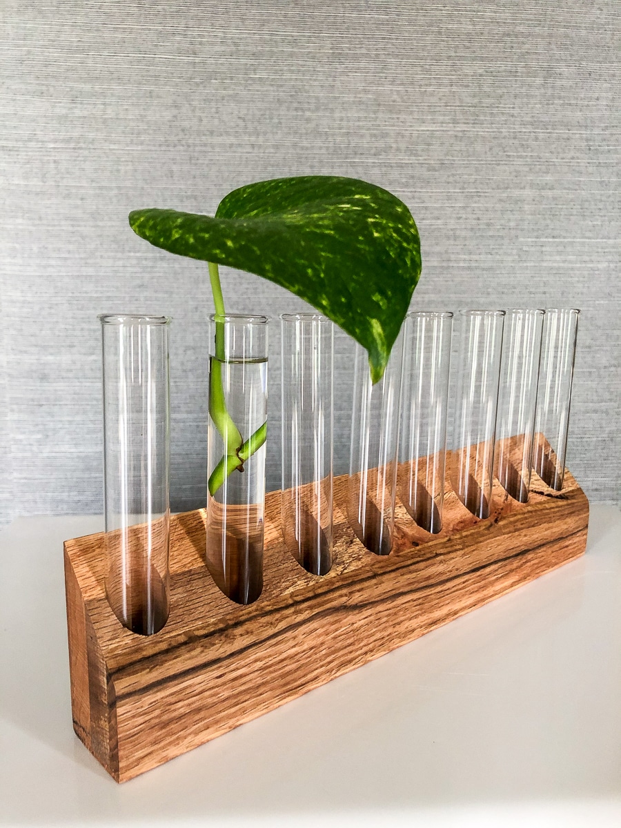 How to make a DIY plant propagation station with test tubes and scrap wood