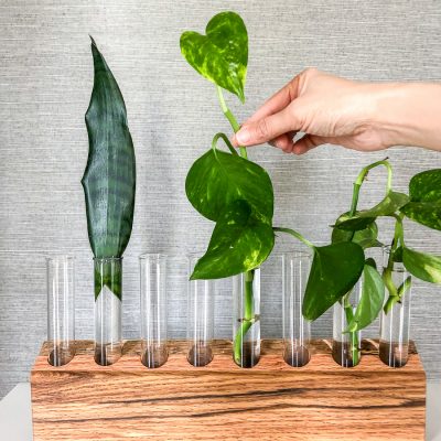 DIY Plant Propagation Station