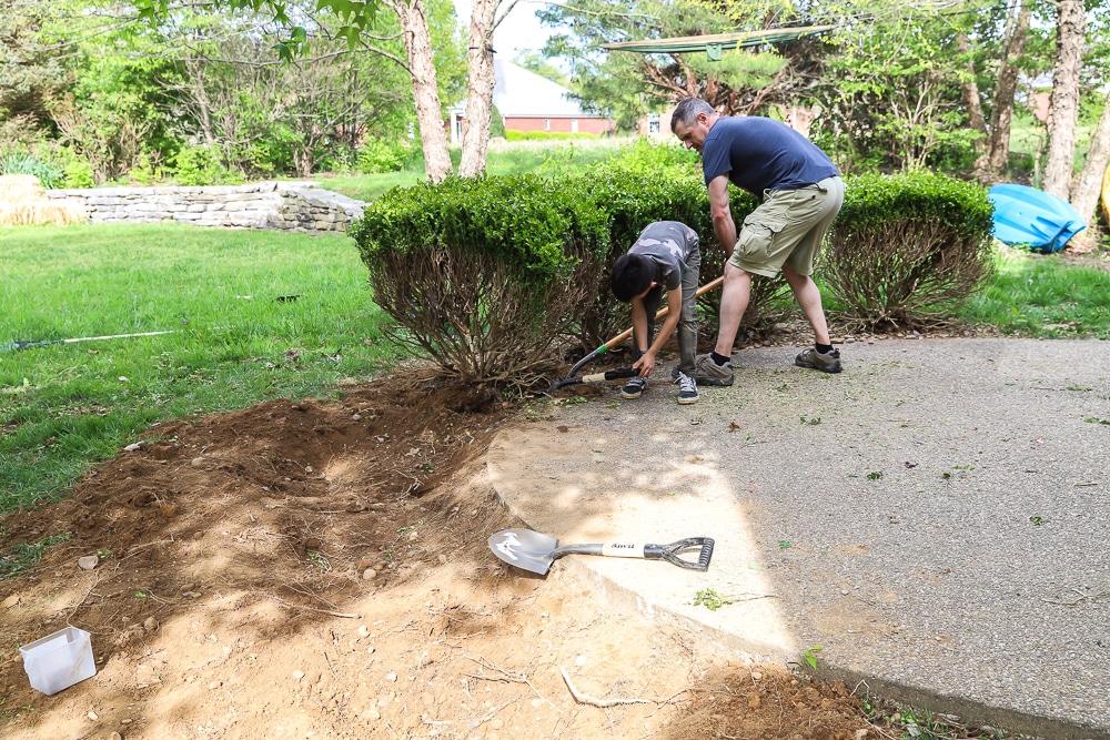 Digging up boxwood bushes and prepping the site for our outdoor fireplace
