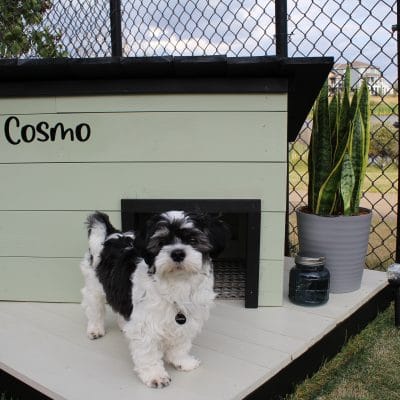 Dog house
